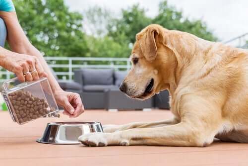 Les portions de nourriture varient selon différents critères propres à chaque chien