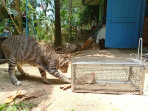 La leptospirose chez les chats : symptômes et traitement