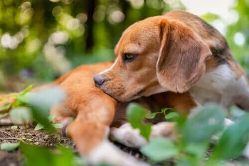 Vermifuger un chien : ce qu'il faut savoir