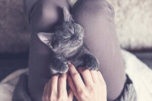 Pourquoi le sommeil est-il si important pour les chats ?