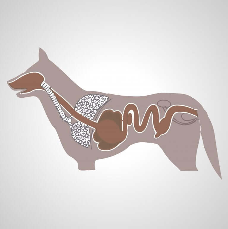 Le système digestif du chien serait plus adapté à une gamelle haute