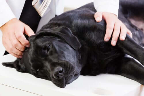 Un chien chez le vétérinaire pour traiter un hémangiosarcome