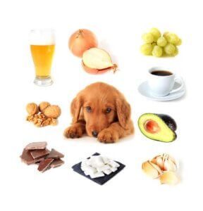 Quels sont les aliments toxiques pour les chiens ?