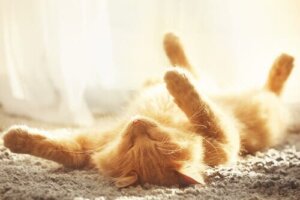 Gérer la température d'un chat en été