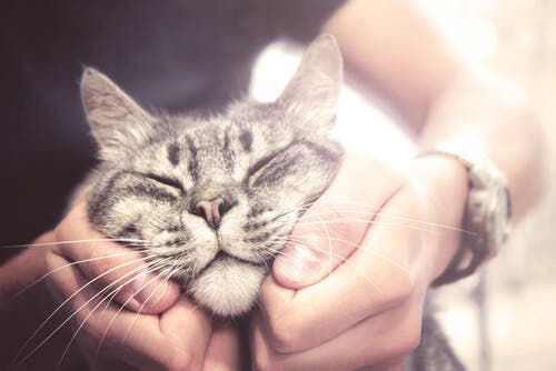 Quelles sont les races de chats les plus amicales ?