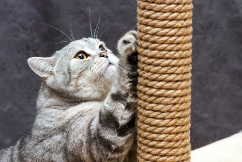 Couper les griffes d'un chat l'empêcherait d'utiliser son grattoir