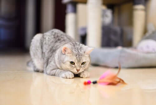 Un chat en train de jouer