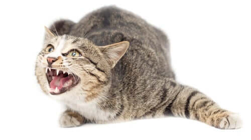 Le stress des chats pendant le confinement