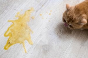 Nausées chez les chats : causes et traitements