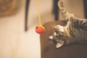 Le stress des chats pendant le confinement