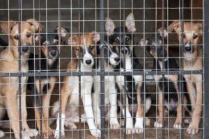A quel âge peut-on castrer un chien ?