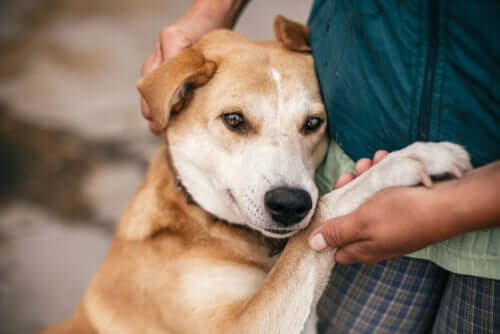 Faut-il acheter ou adopter un animal de compagnie ?