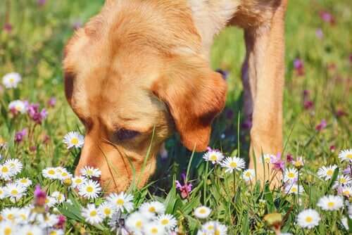 La camomille, une plante médicinale pour les animaux