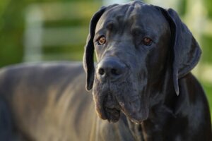 Pourquoi les chiens géants ont-ils une vie plus courte ?