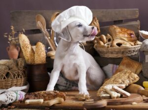 Les glucides sont-ils mauvais pour les chiens ?