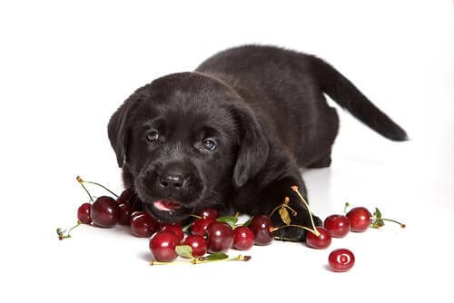 Les cerises figurent parmi les aliments toxiques pour les chiens