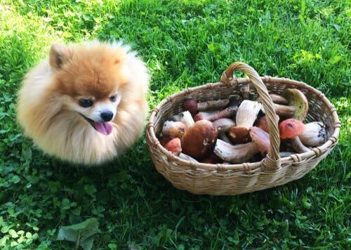 Un chien à côté d'un panier de champignons