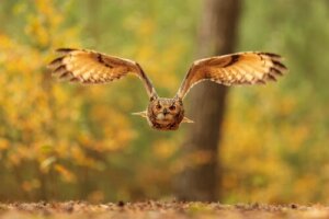 Rapaces nocturnes, seigneurs de la nuit