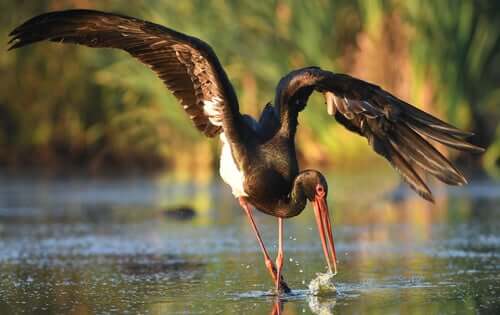 Une cigogne noire pêchant