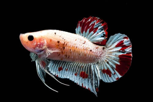 L'ichtyologie consiste en l'étude des poissons