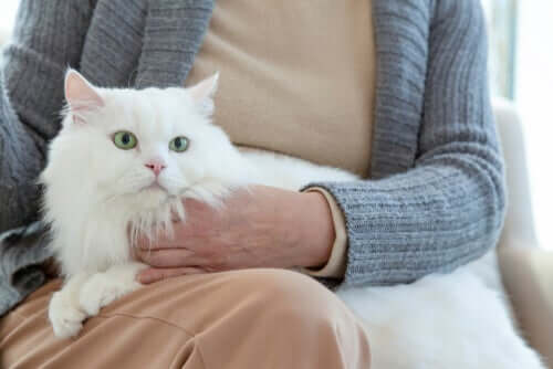 Quel peut être le comportement d'un chat âgé ?