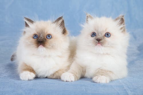Les Ragdoll figurent parmi les races de chats les plus amicales