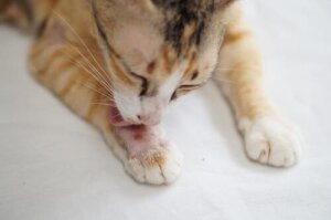 Changements anormaux dans le pelage du chat