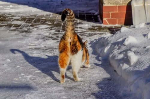 Pourquoi le derrière de certains chats sent-il mauvais ?