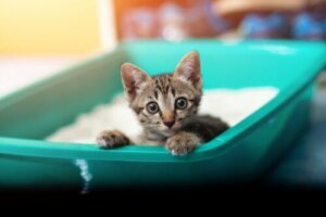 Dysenterie chez les chats : causes et symptômes