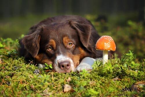 Empoisonnement d'un chien par des champignons