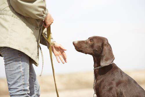 Un homme dressant un chien