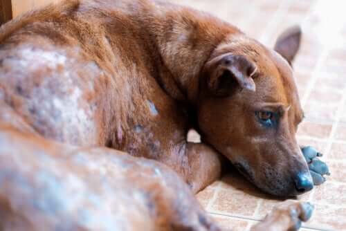 Traiter la gale chez les chiens