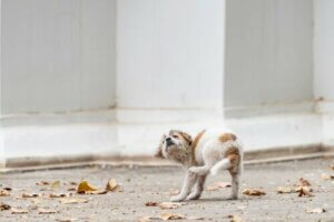 Gale chez les chiens : cause et symptômes