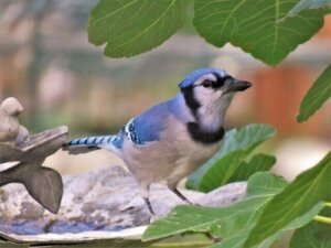 Le geai bleu : un parent du corbeau ?