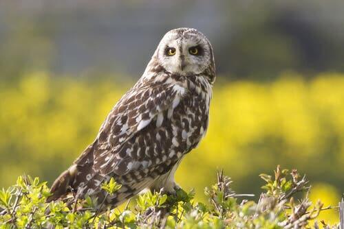 Le hibou des marais fait partie des rapaces nocturnes
