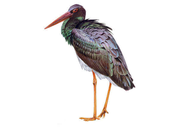 La cigogne noire illustrée