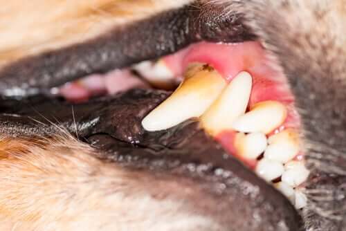La maladie des gencives chez les chiens