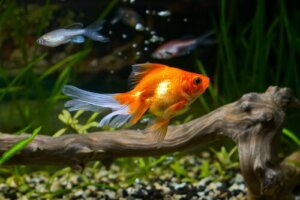 La qualité de l'eau peut-elle être le secret de la santé d'un poisson rouge ?