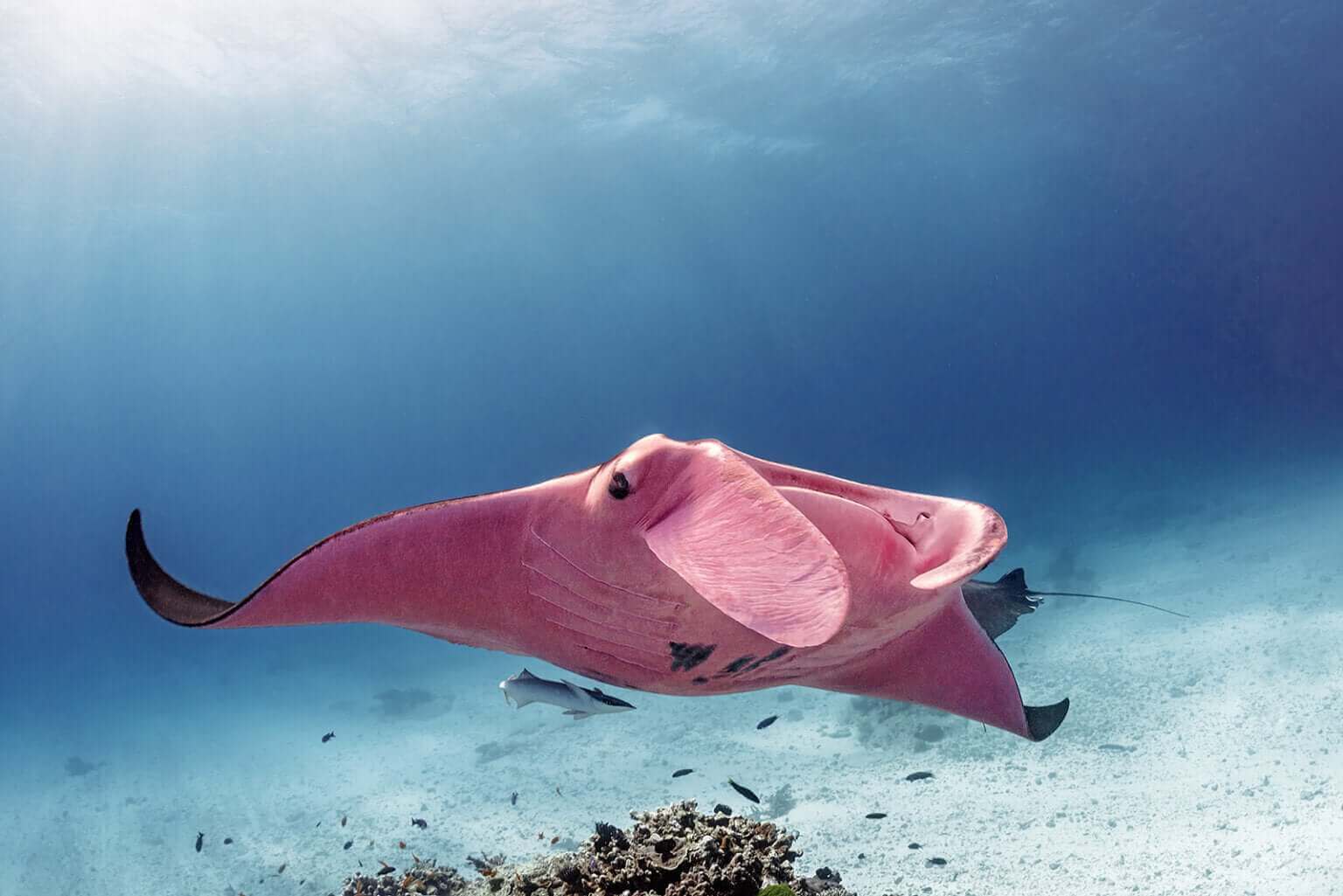 La raie manta rose de la Grande Barrière de Corail