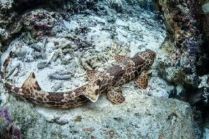 La découverte des « requins qui marchent »