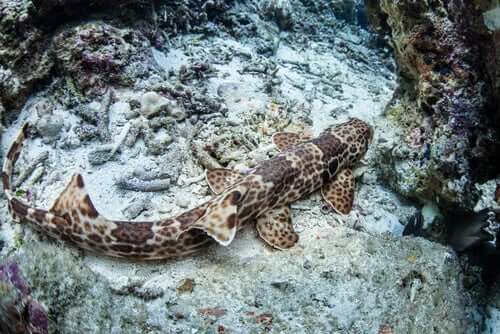 La découverte des « requins qui marchent »