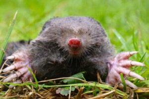 Curiosités sur les micromammifères insectivores