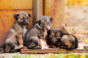 Les chiots sont sourds à la naissance