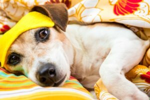 Les chiens souffrent-ils de troubles du sommeil ?