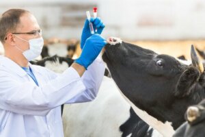 Immunologie vétérinaire : prévenir et traiter les maladies