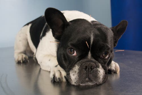 Un chien sous acupuncture