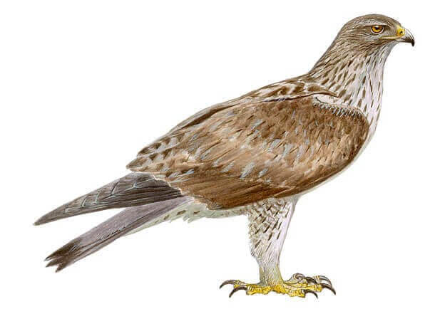 L'aigle de Bonelli et la conservation des aigles en Espagne