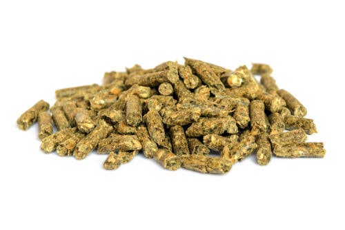 Des aliments pour rats de laboratoire