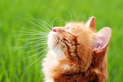 Comment renforcer le système immunitaire d'un chat ?