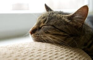 5 maladies courantes chez les chats